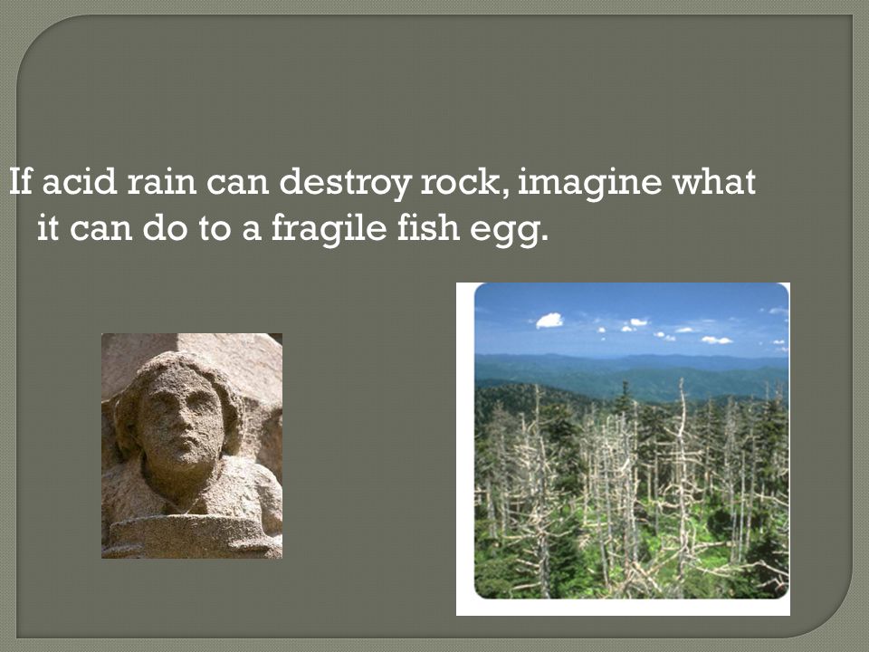 If acid rain can destroy rock, imagine what it can do to a fragile fish egg.