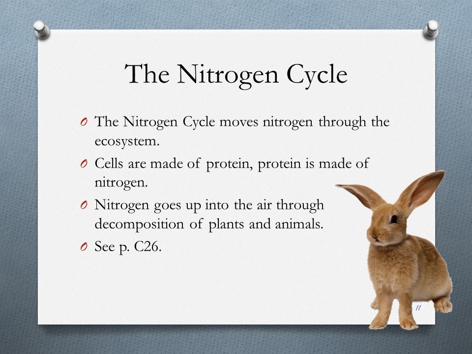 The Nitrogen Cycle O The Nitrogen Cycle moves nitrogen through the ecosystem.