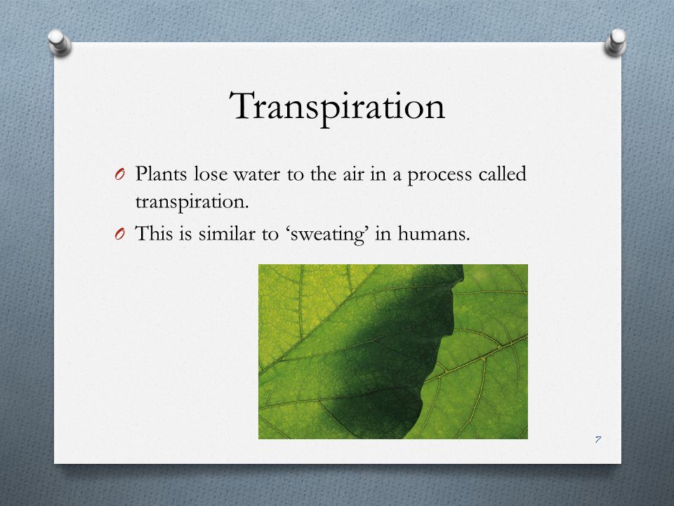 Transpiration O Plants lose water to the air in a process called transpiration.
