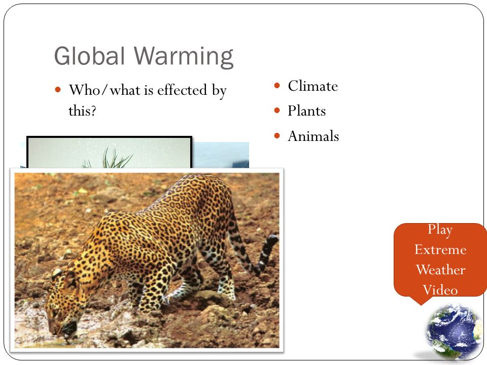 Global Warming Who/what is effected by this Climate Plants Animals Play Extreme Weather Video