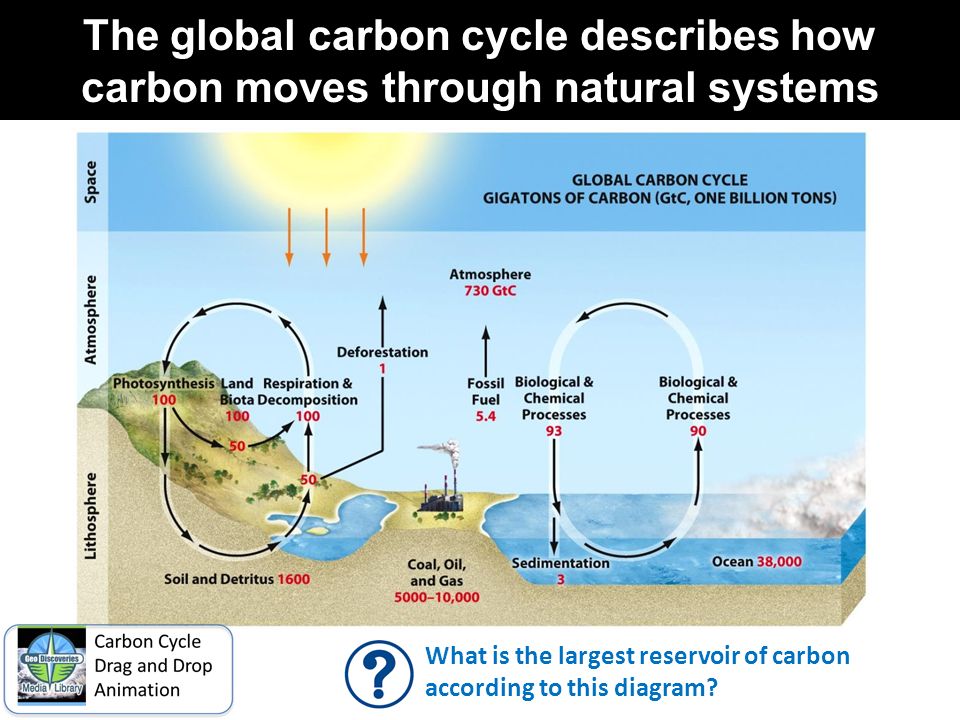 The global carbon cycle describes how carbon moves through natural systems What is the largest reservoir of carbon according to this diagram