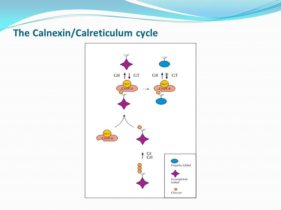 The Calnexin/Calreticulum cycle