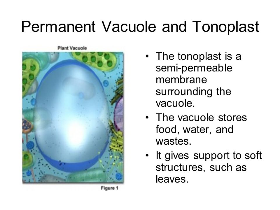 Cell Structure Revision Animalplant Animal Cell Ppt Download