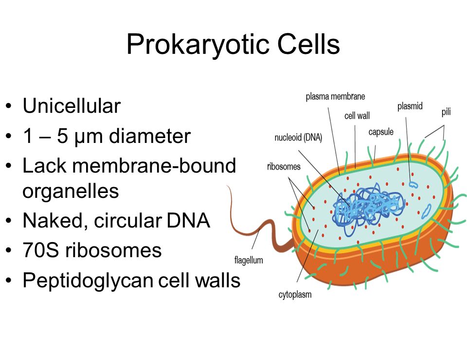 Cell Structure Revision Animalplant Animal Cell Ppt Download