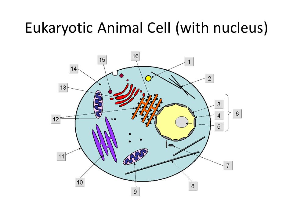 Cells and Organelles. Eukaryotic Animal Cell (with nucleus) - ppt download