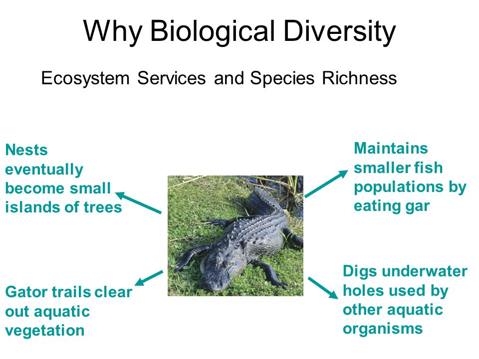 Why Biological Diversity Ecosystem Services and Species Richness Maintains smaller fish populations by eating gar Digs underwater holes used by other aquatic organisms Gator trails clear out aquatic vegetation Nests eventually become small islands of trees