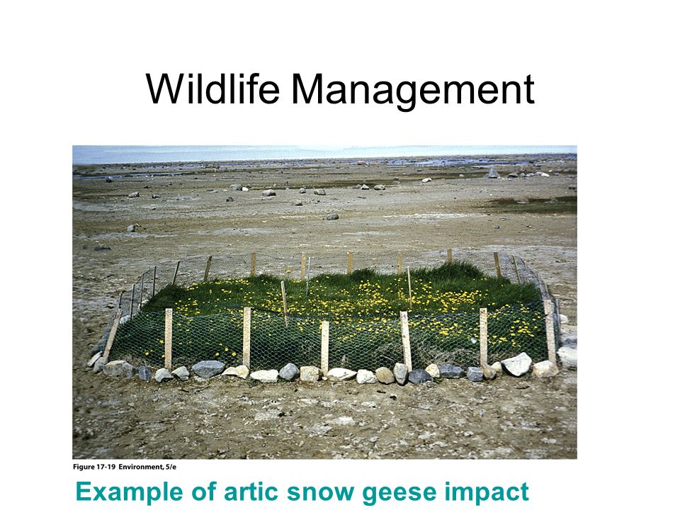 Wildlife Management Example of artic snow geese impact