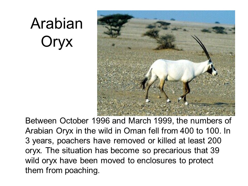 Arabian Oryx Between October 1996 and March 1999, the numbers of Arabian Oryx in the wild in Oman fell from 400 to 100.