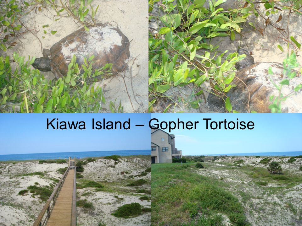 Kiawa Island – Gopher Tortoise