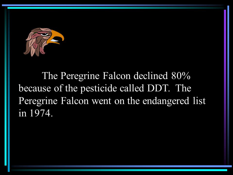 The Peregrine Falcon declined 80% because of the pesticide called DDT.