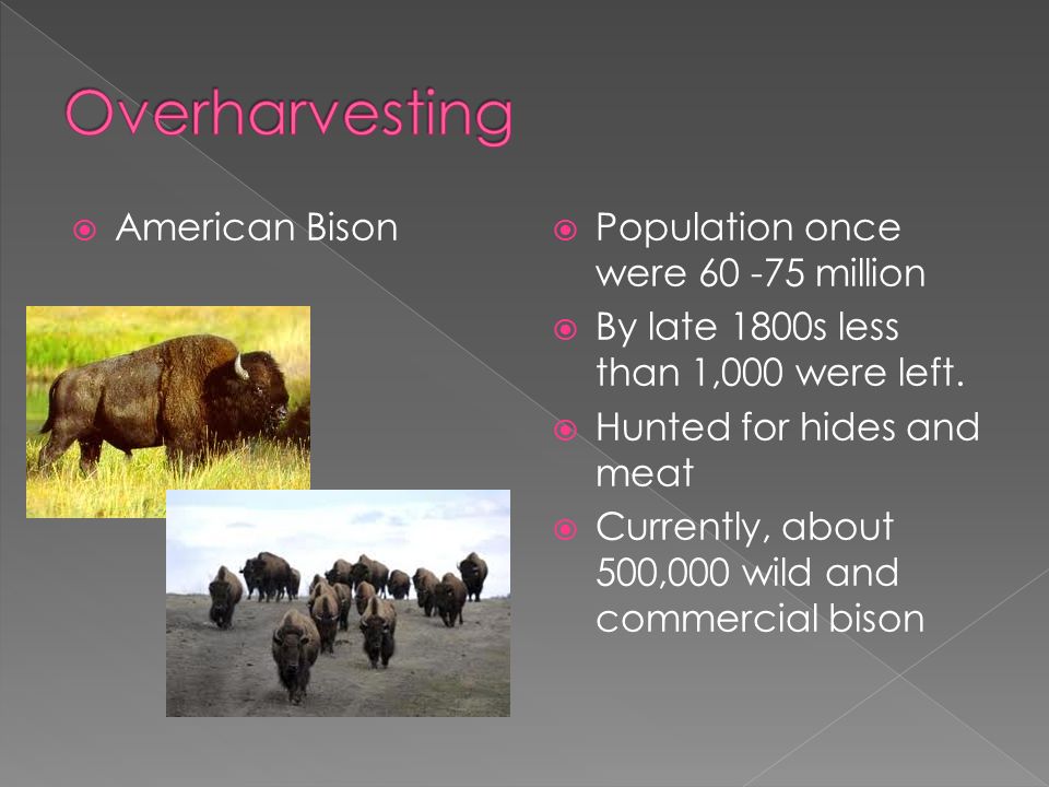  American Bison  Population once were million  By late 1800s less than 1,000 were left.
