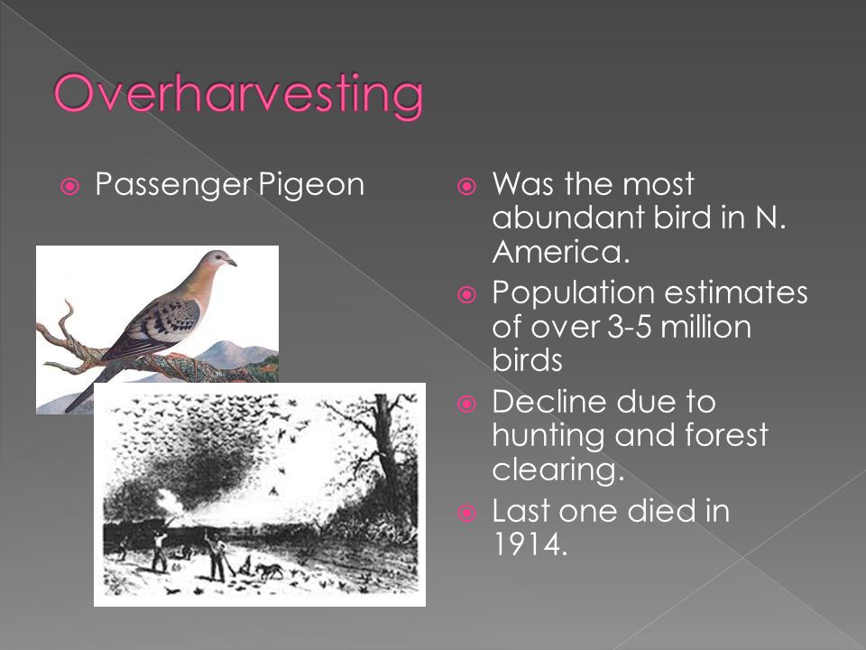  Passenger Pigeon  Was the most abundant bird in N.