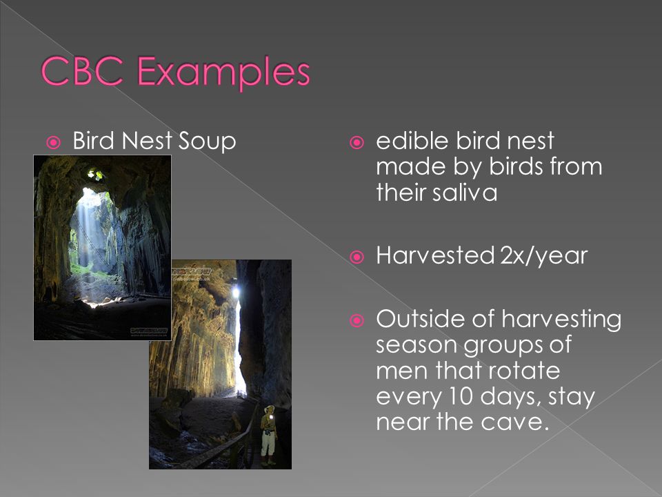  Bird Nest Soup  edible bird nest made by birds from their saliva  Harvested 2x/year  Outside of harvesting season groups of men that rotate every 10 days, stay near the cave.