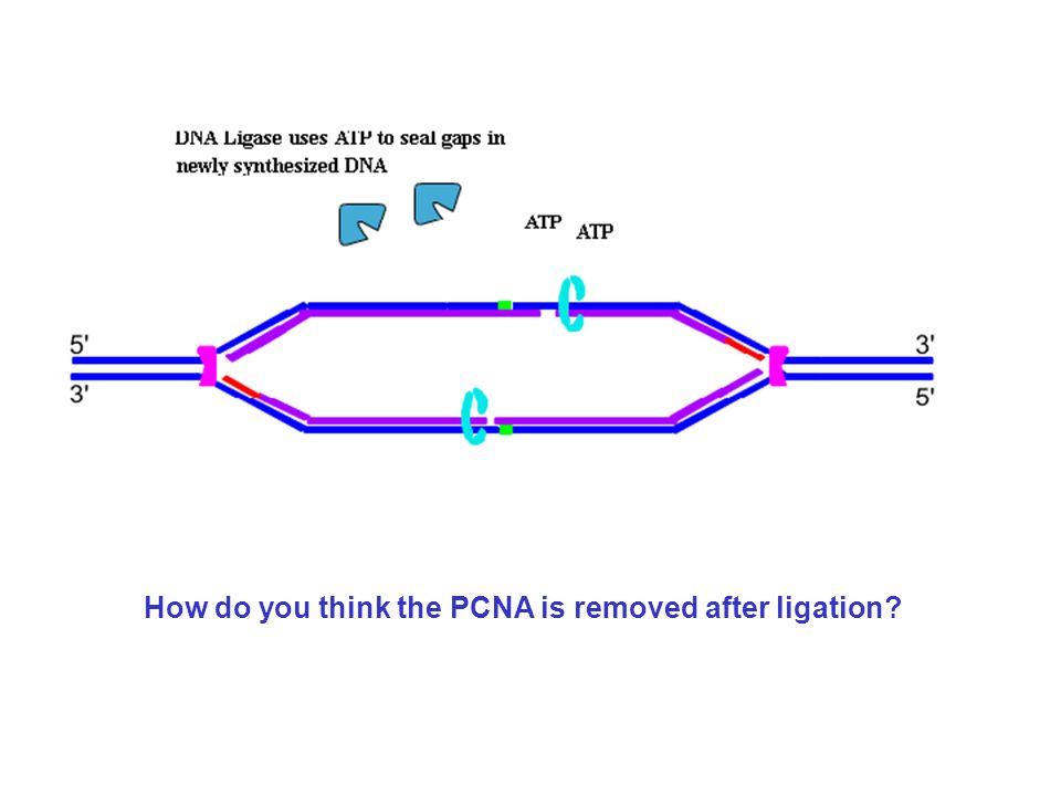 How do you think the PCNA is removed after ligation