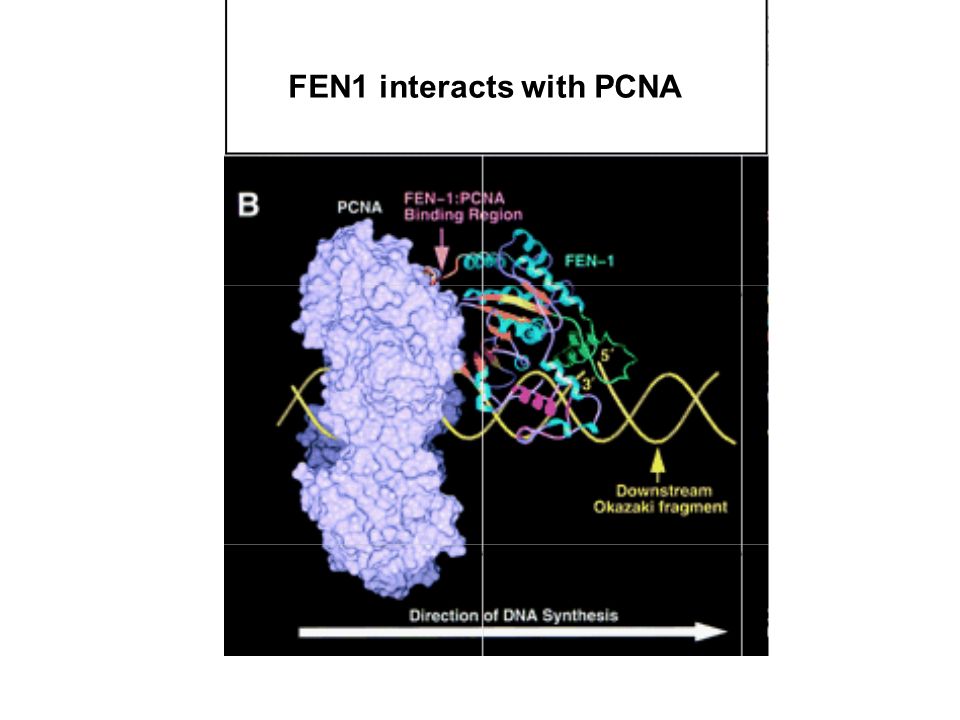 FEN1 interacts with PCNA