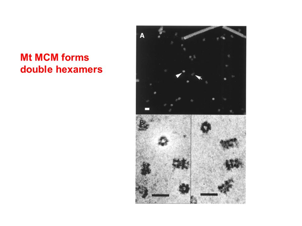 Mt MCM forms double hexamers