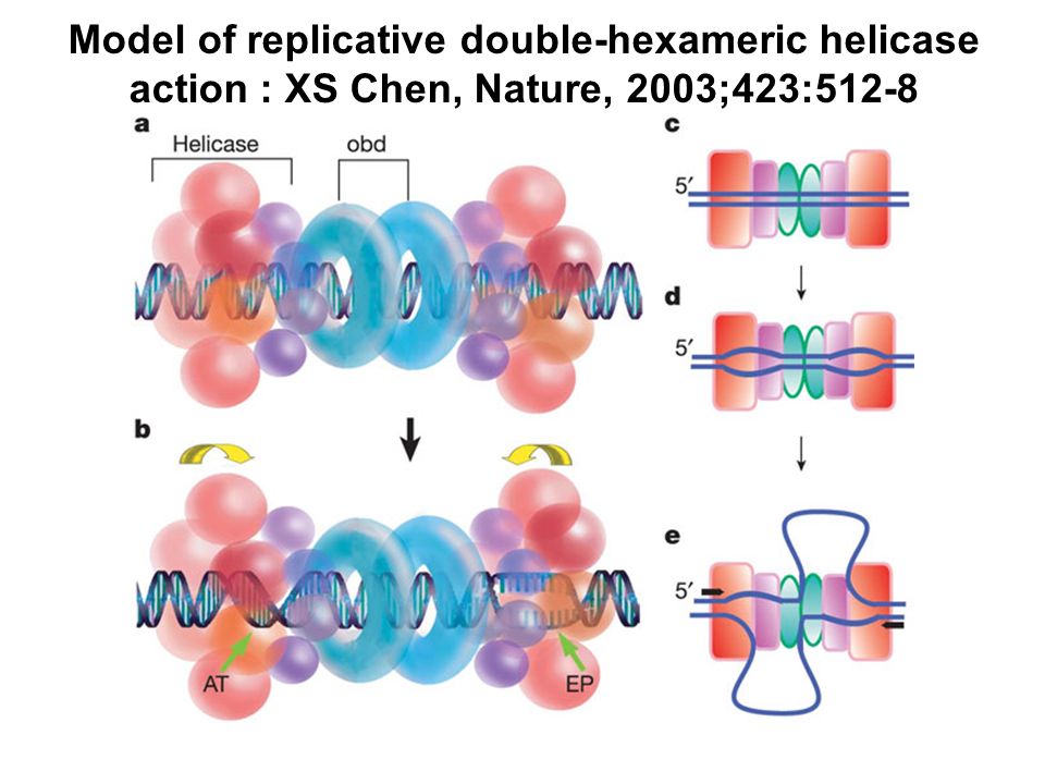 Model of replicative double-hexameric helicase action : XS Chen, Nature, 2003;423:512-8