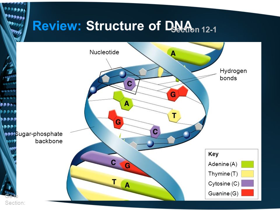 SU: DNA The diagram shows Rosalind Franklin's x-ray diffraction image of DNA. How did this evidence affect the work of Watson and Crick? –A. It was used. - ppt download