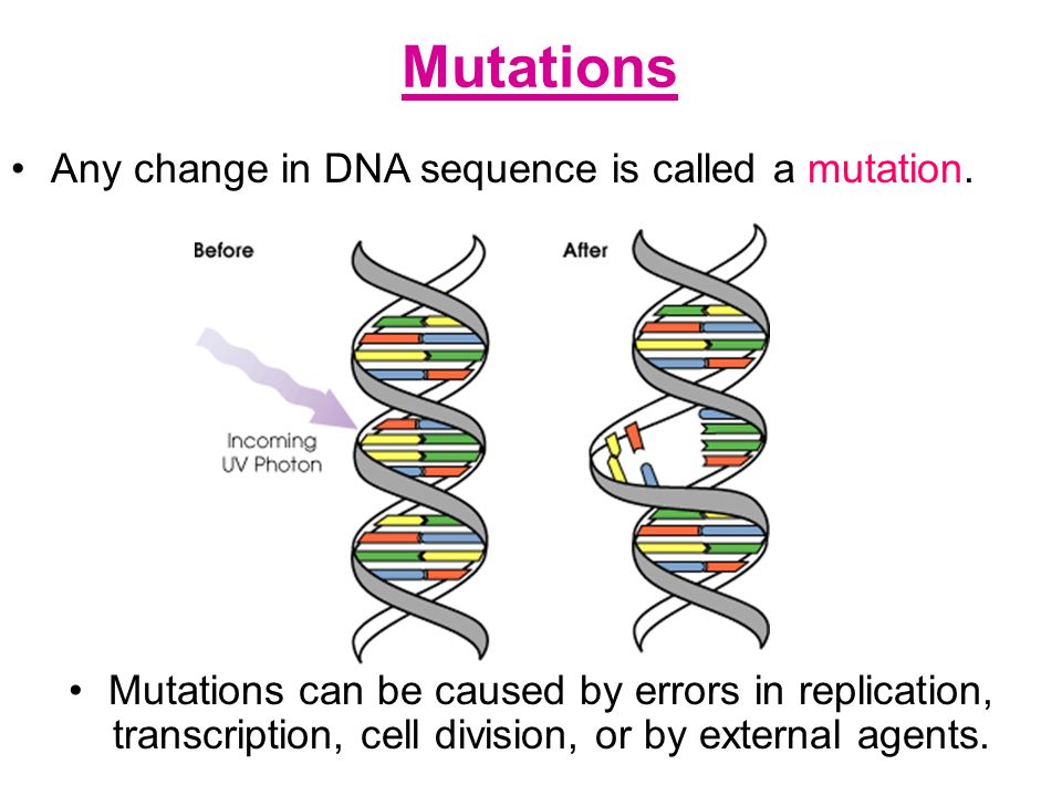 11.3 Section Summary 6.3 - pages Mutations Any change in DNA sequence is ca...