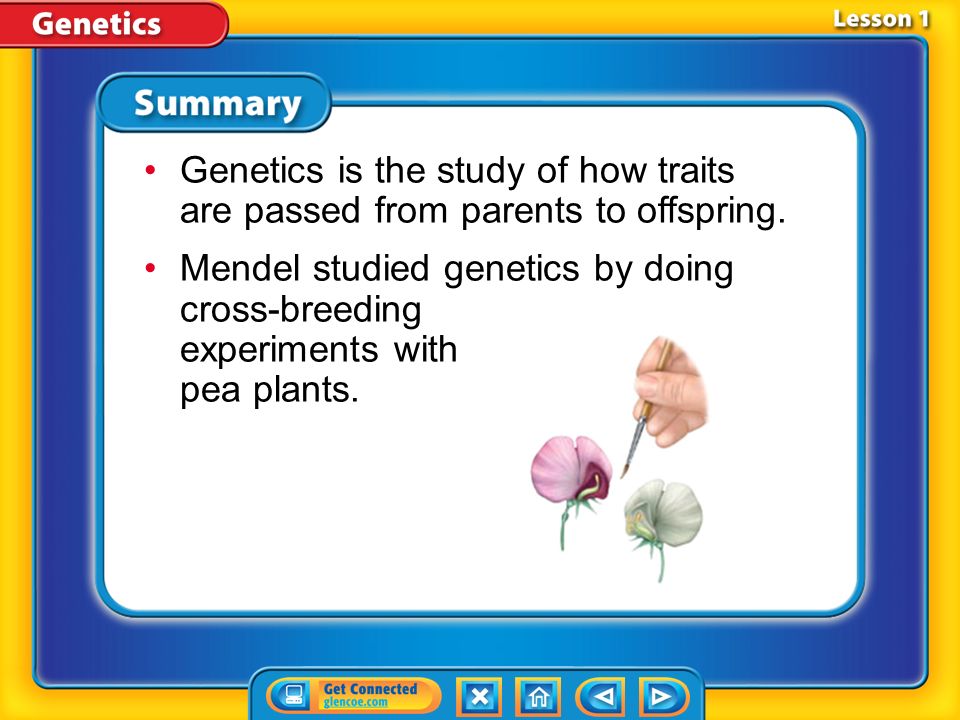 Lesson 1 How do dominant and recessive factors interact Mendel’s Conclusions (cont.)
