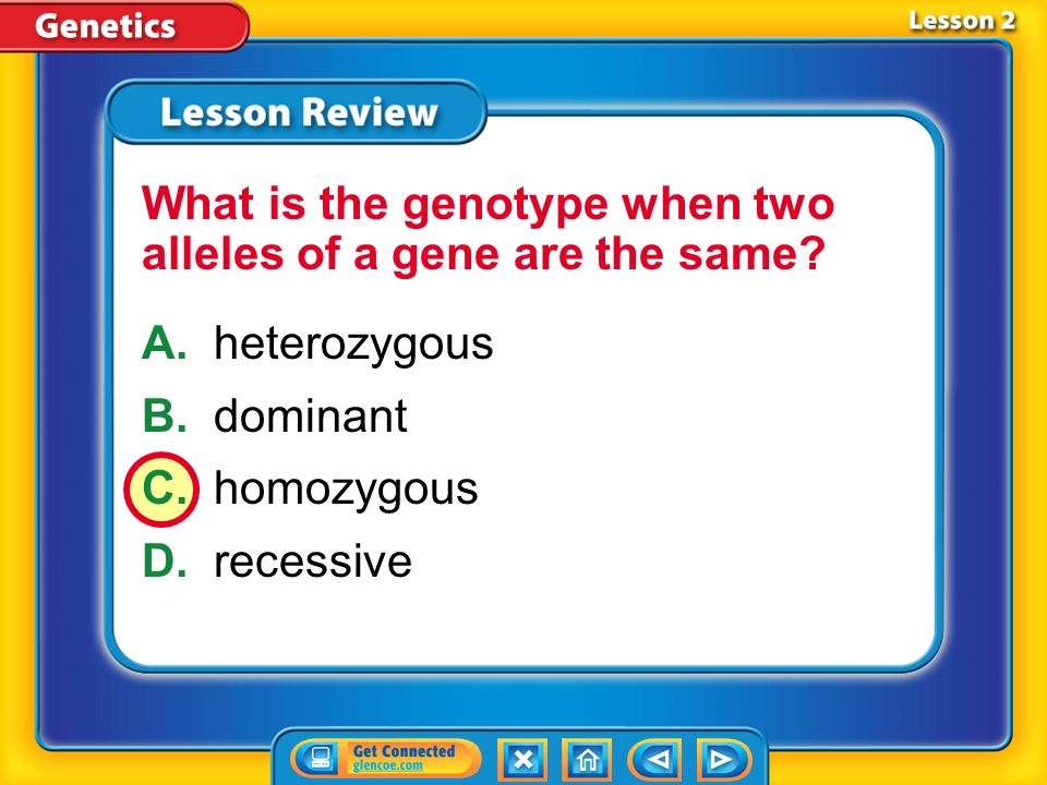 Lesson 2 A.alleles B.phenotypes C.genotypes D.chromosomes What is the name for different forms of a gene
