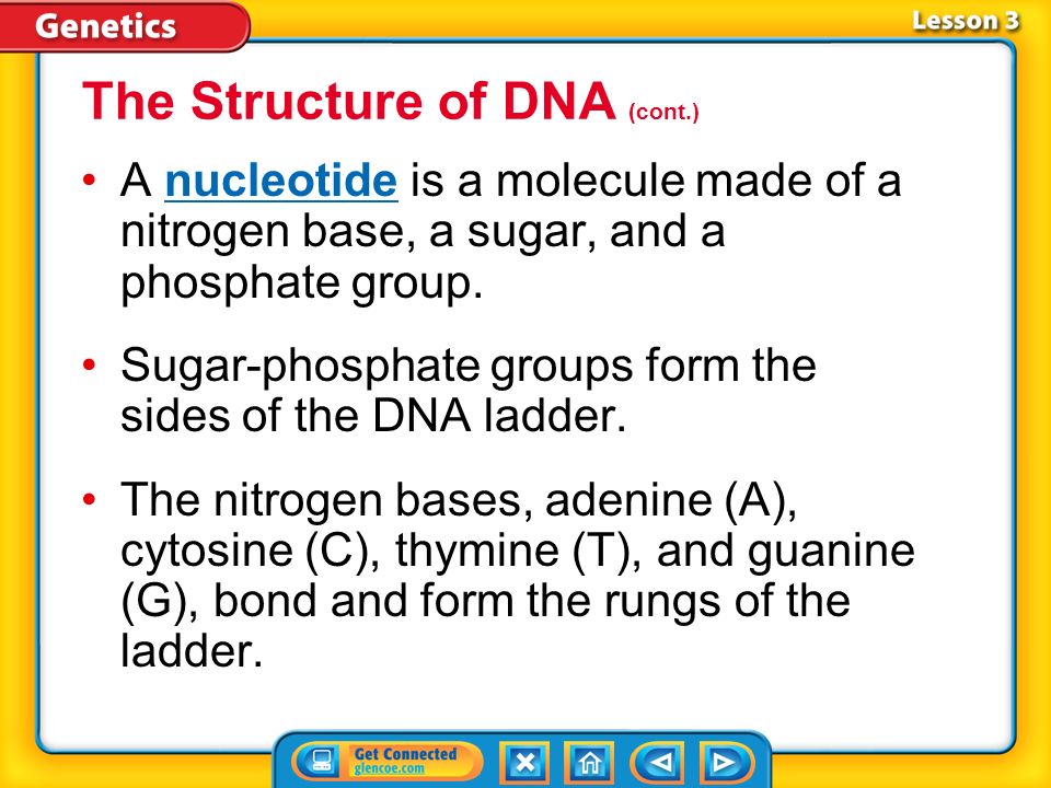 Lesson 3 DNA is shaped like a twisted ladder which is referred to as a double helix.