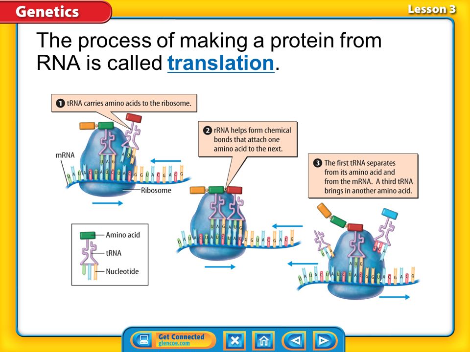 Lesson 3 Making Proteins (cont.) What is the role of RNA in protein production