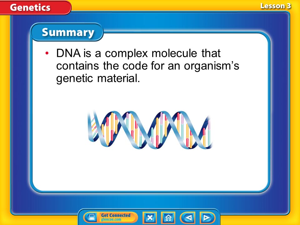 Mutations (cont.) How do changes in the sequence of DNA affect traits