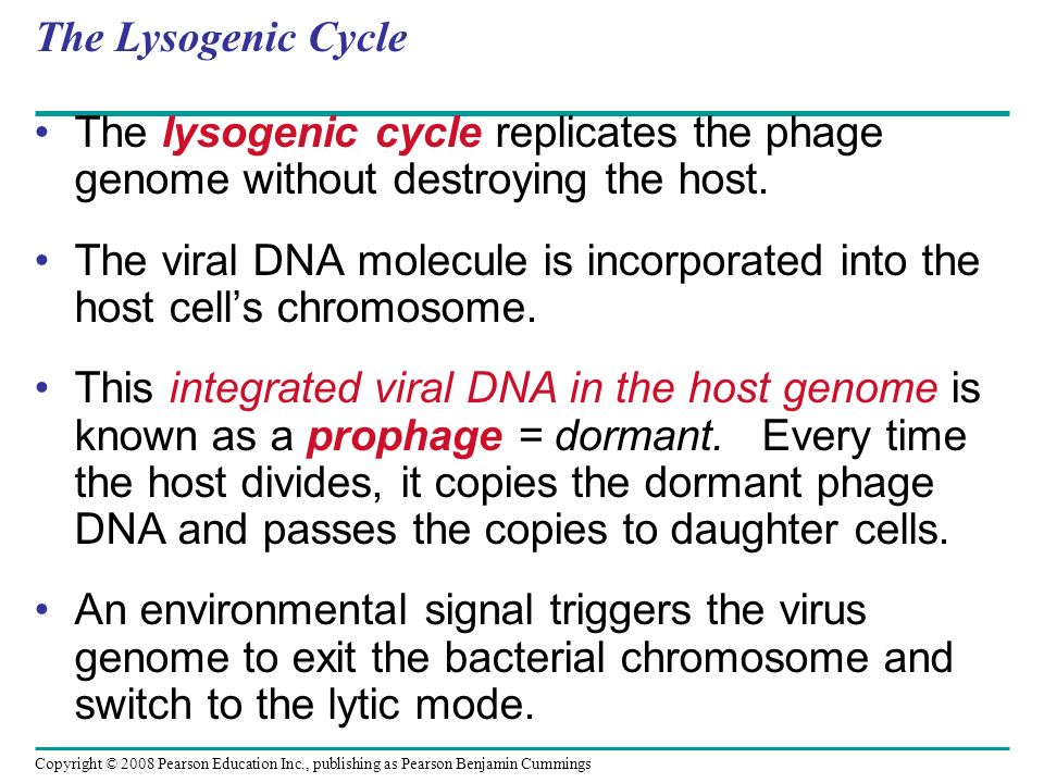 Copyright © 2008 Pearson Education Inc., publishing as Pearson Benjamin Cummings The Lysogenic Cycle The lysogenic cycle replicates the phage genome without destroying the host.