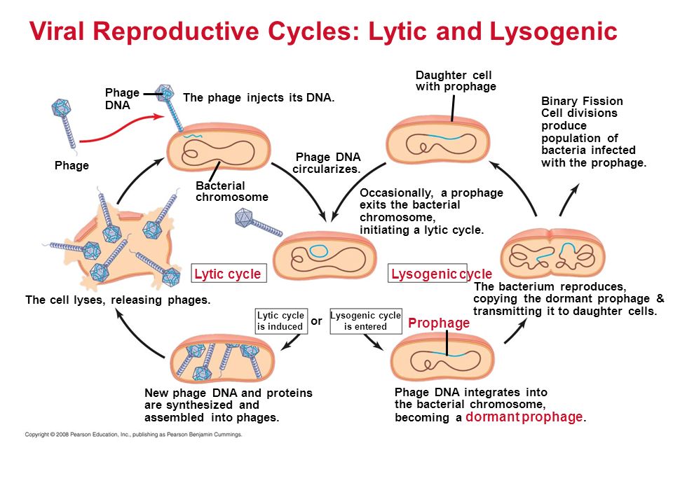 Viral Reproductive Cycles: Lytic and Lysogenic Phage DNA Phage The phage injects its DNA.