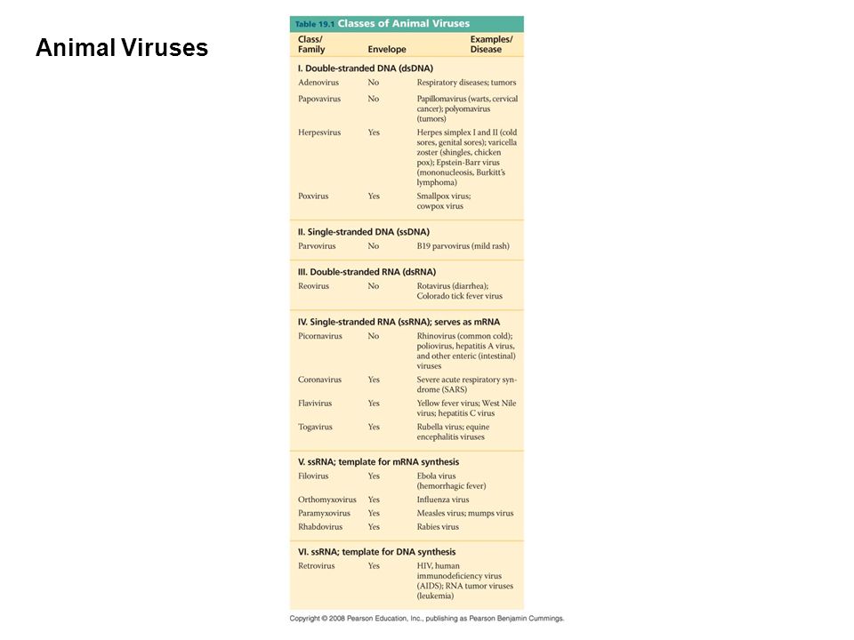 Animal Viruses