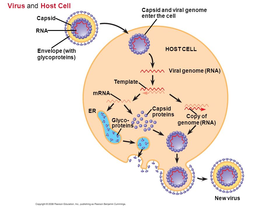 Virus and Host Cell Capsid RNA Envelope (with glycoproteins) Capsid and viral genome enter the cell HOST CELL Viral genome (RNA) Template mRNA ER Glyco- proteins Capsid proteins Copy of genome (RNA) New virus