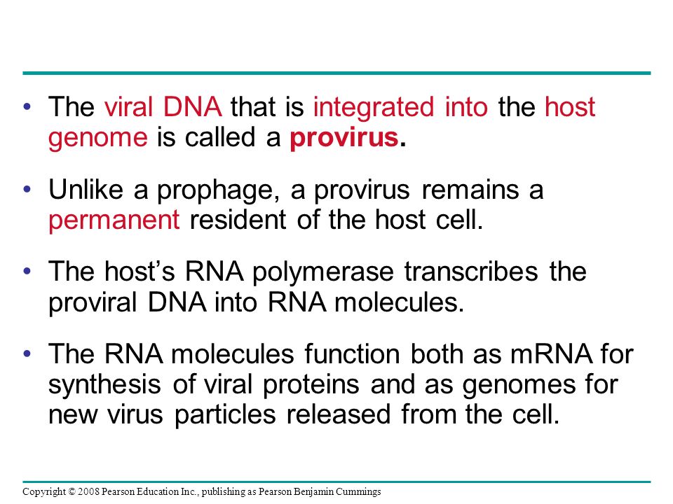Copyright © 2008 Pearson Education Inc., publishing as Pearson Benjamin Cummings The viral DNA that is integrated into the host genome is called a provirus.