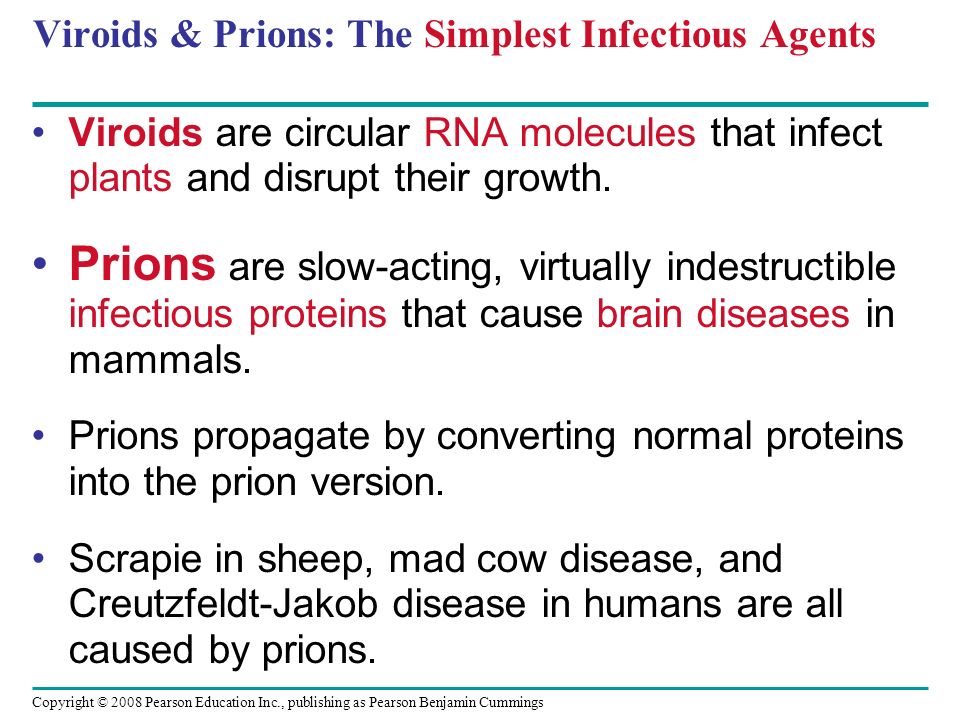 Copyright © 2008 Pearson Education Inc., publishing as Pearson Benjamin Cummings Viroids & Prions: The Simplest Infectious Agents Viroids are circular RNA molecules that infect plants and disrupt their growth.