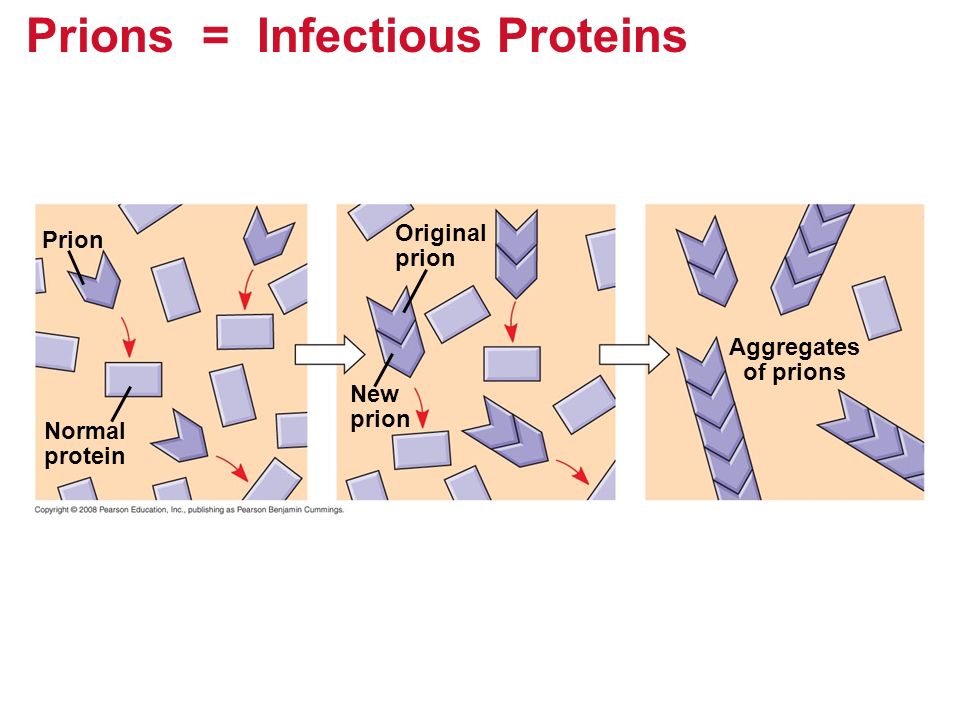 Prions = Infectious Proteins Prion Normal protein Original prion New prion Aggregates of prions
