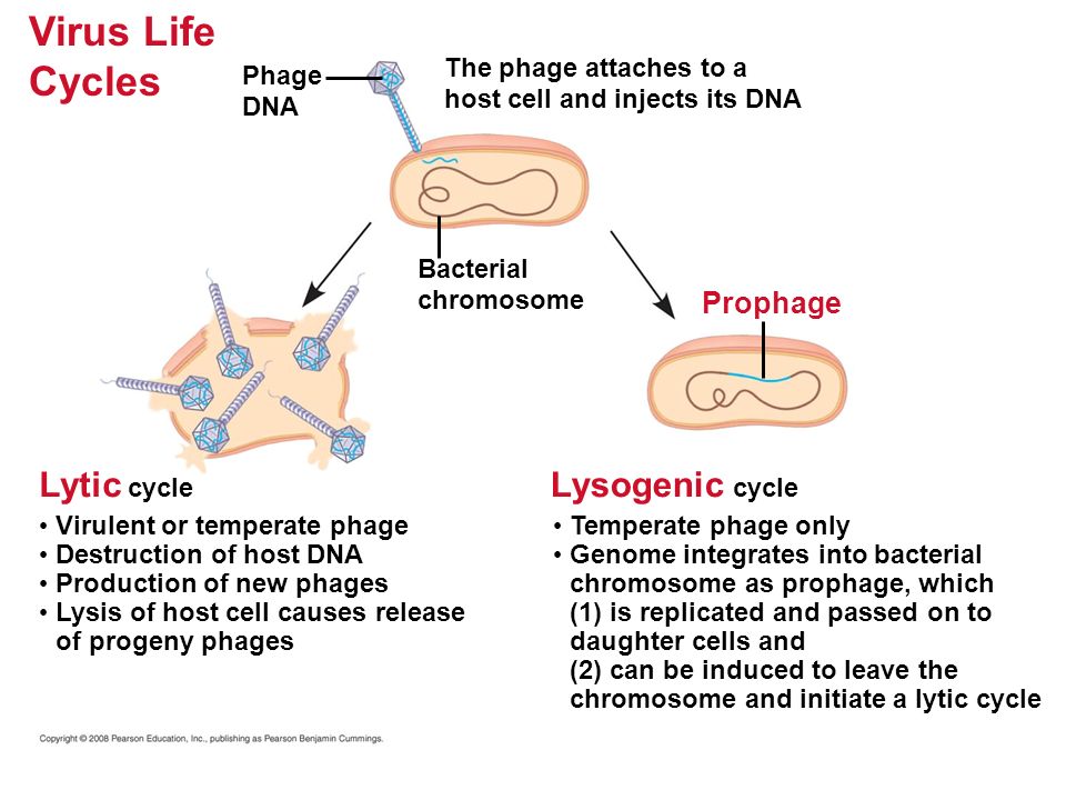 Virus Life Cycles Phage DNA Bacterial chromosome The phage attaches to a host cell and injects its DNA Prophage Lysogenic cycle Temperate phage only Genome integrates into bacterial chromosome as prophage, which (1) is replicated and passed on to daughter cells and (2) can be induced to leave the chromosome and initiate a lytic cycle Lytic cycle Virulent or temperate phage Destruction of host DNA Production of new phages Lysis of host cell causes release of progeny phages