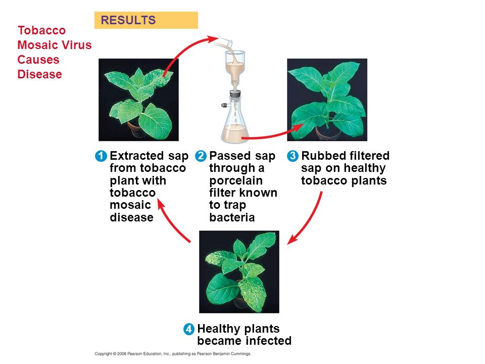 Tobacco Mosaic Virus Causes Disease RESULTS 12 3 Extracted sap from tobacco plant with tobacco mosaic disease Passed sap through a porcelain filter known to trap bacteria Rubbed filtered sap on healthy tobacco plants 4 Healthy plants became infected