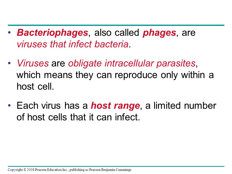 Copyright © 2008 Pearson Education Inc., publishing as Pearson Benjamin Cummings Bacteriophages, also called phages, are viruses that infect bacteria.