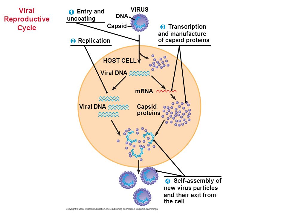Transcription and manufacture of capsid proteins Self-assembly of new virus particles and their exit from the cell Entry and uncoating VIRUS DNA Capsid 4 Replication HOST CELL Viral DNA mRNA Capsid proteins Viral DNA Viral Reproductive Cycle