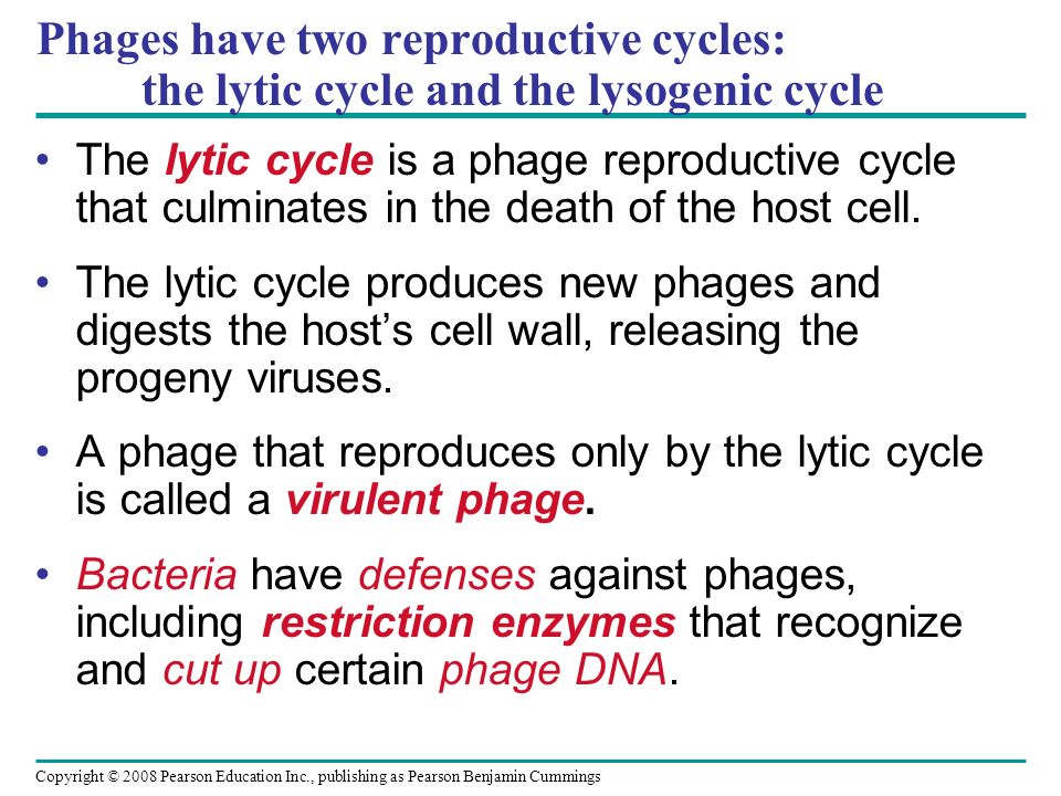 Copyright © 2008 Pearson Education Inc., publishing as Pearson Benjamin Cummings Phages have two reproductive cycles: the lytic cycle and the lysogenic cycle The lytic cycle is a phage reproductive cycle that culminates in the death of the host cell.