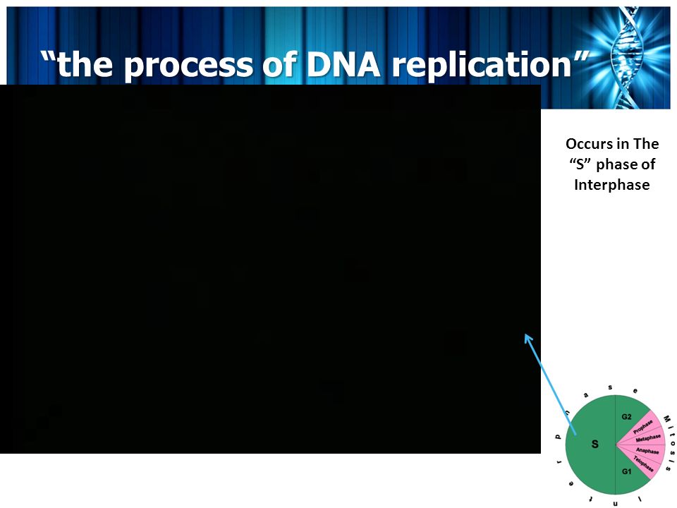 the process of DNA replication Occurs in The S phase of Interphase
