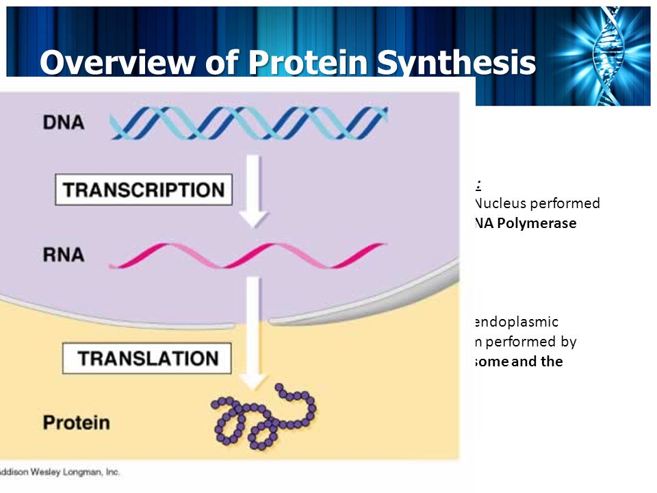 Overview of Protein Synthesis DNARNAProtein Transcription Translation Location: - In the Nucleus performed by the RNA Polymerase - In the endoplasmic reticulum performed by the ribosome and the tRNA