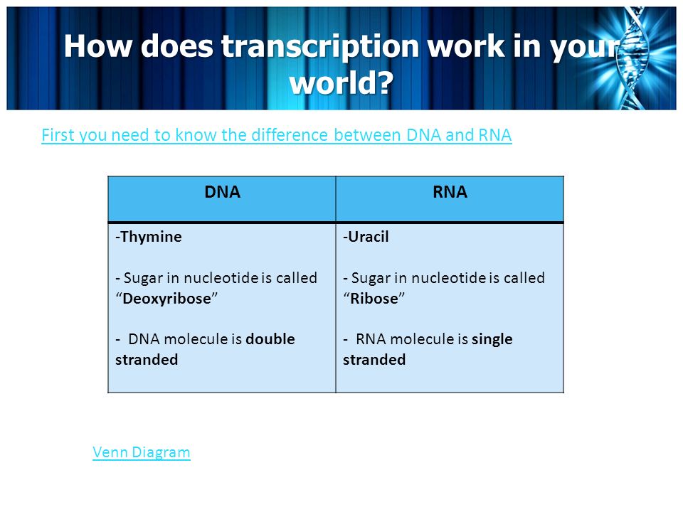 How does transcription work in your world.