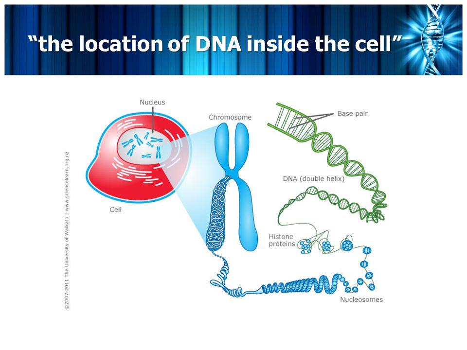 the location of DNA inside the cell
