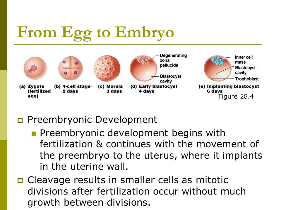 From Egg to Embryo  Preembryonic Development Preembryonic development begins with fertilization & continues with the movement of the preembryo to the uterus, where it implants in the uterine wall.
