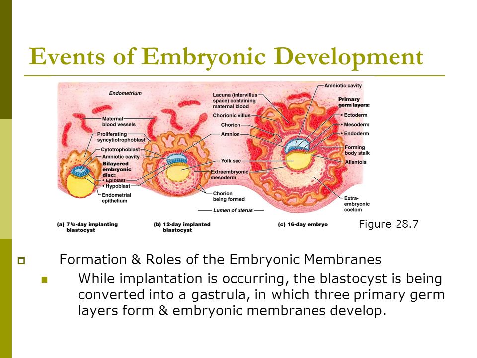 Events of Embryonic Development  Formation & Roles of the Embryonic Membranes While implantation is occurring, the blastocyst is being converted into a gastrula, in which three primary germ layers form & embryonic membranes develop.