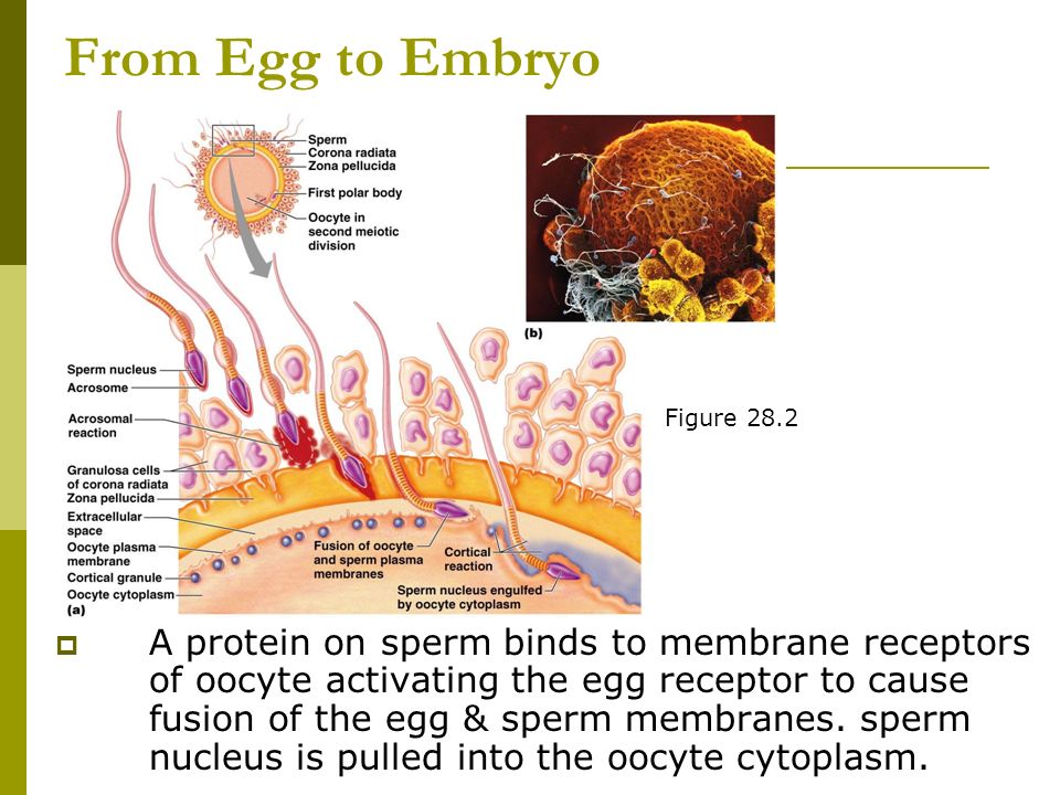 From Egg to Embryo  A protein on sperm binds to membrane receptors of oocyte activating the egg receptor to cause fusion of the egg & sperm membranes.