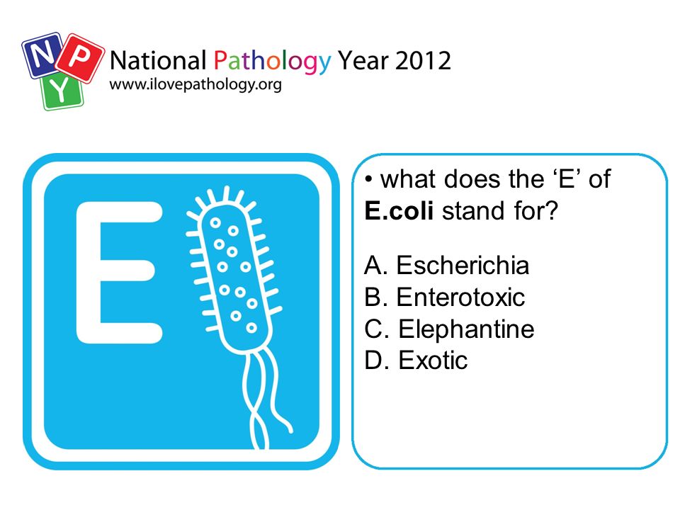 what does the ‘E’ of E.coli stand for A. Escherichia B. Enterotoxic C. Elephantine D. Exotic