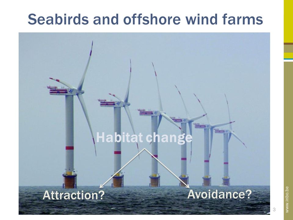 Seabirds and offshore wind farms 3 Habitat change Attraction Avoidance