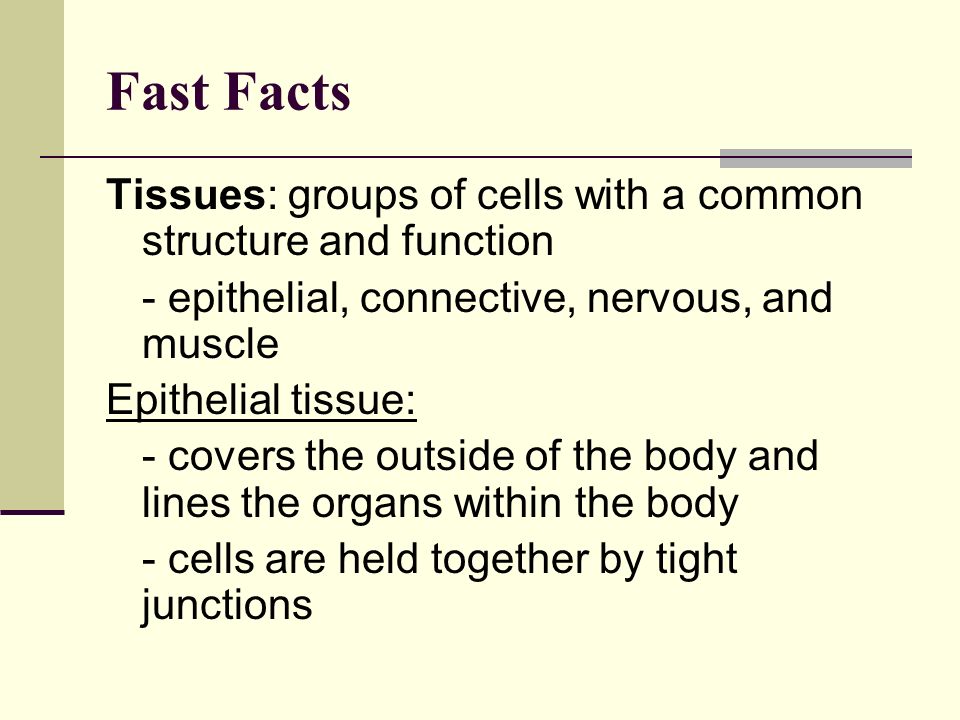 AP Review Chapters Fast Facts Tissues: groups of cells with a common  structure and function - epithelial, connective, nervous, and muscle  Epithelial. - ppt download